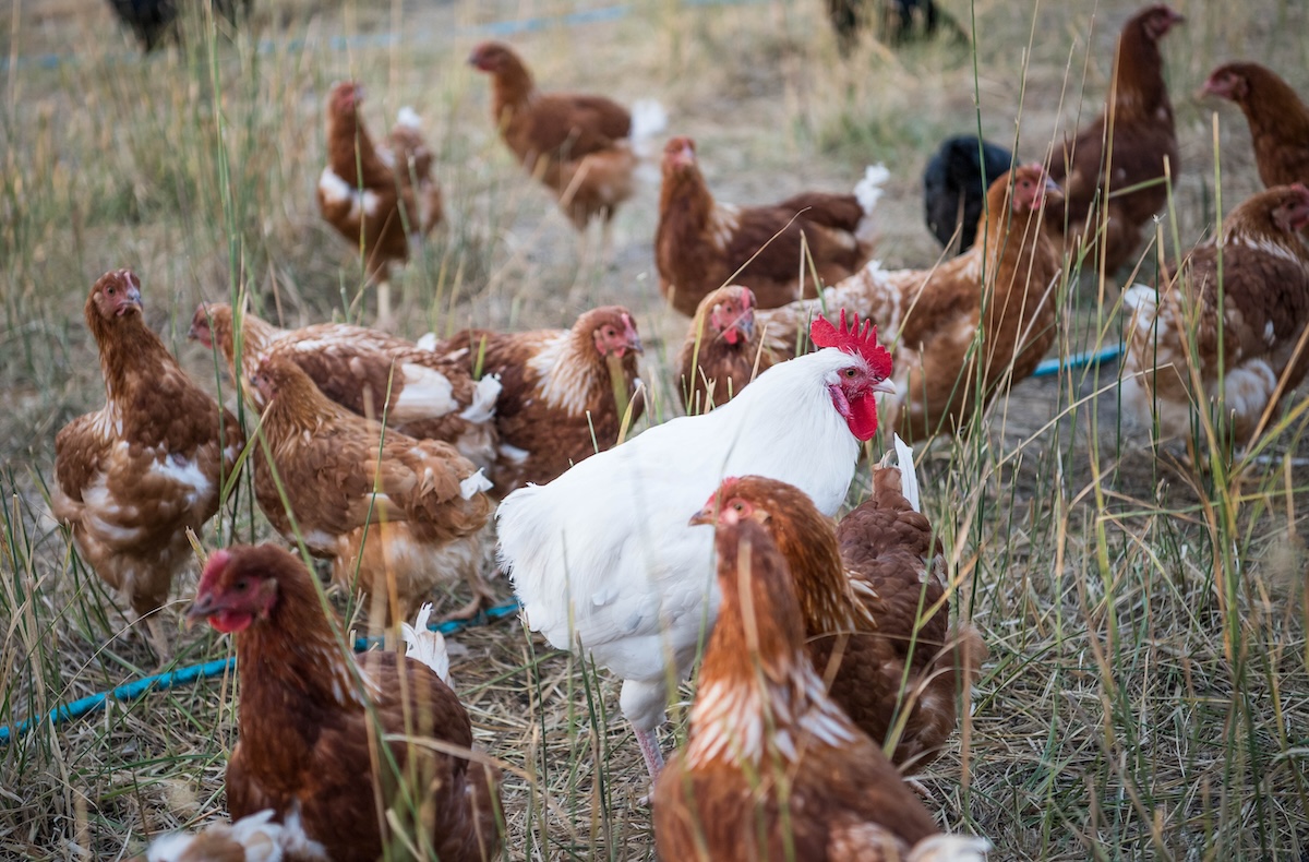 Bird Flu Continues To Wreak Havoc On Australian Poultry Industry The