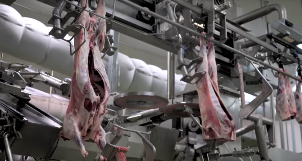 automated-lamb-processing-plant-video