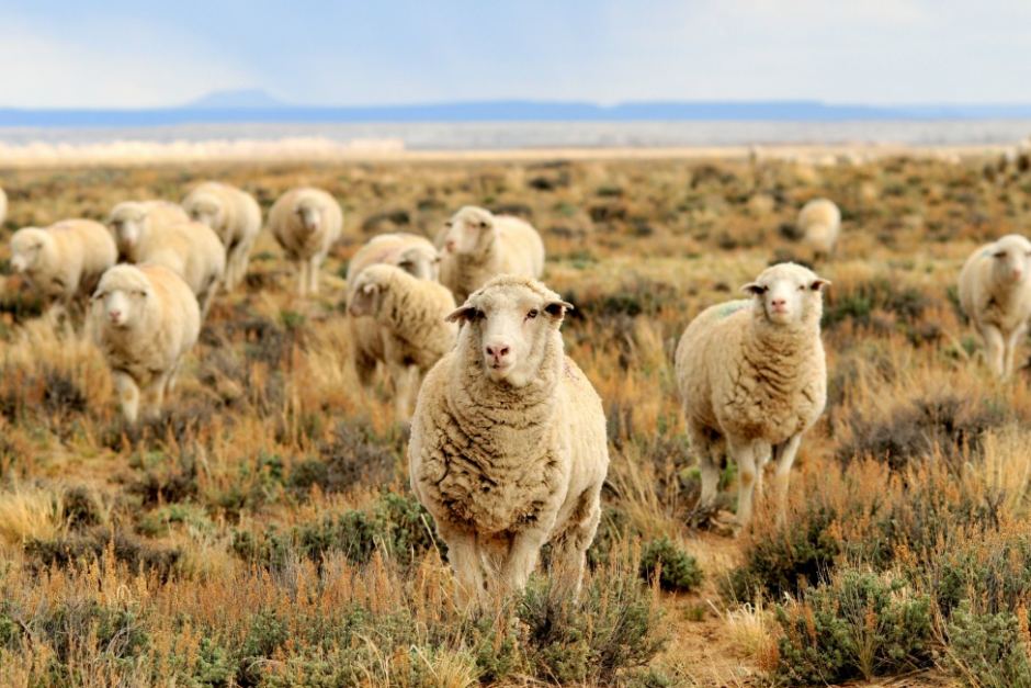 Sheep Foreign Investment