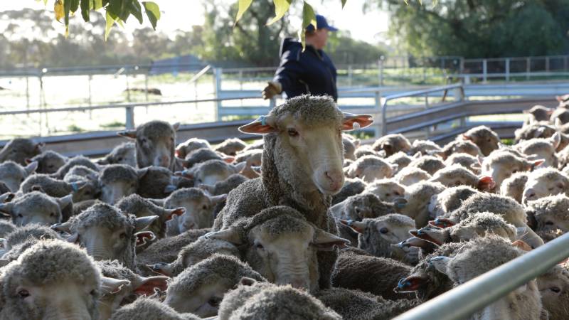 Sheep Market Prices