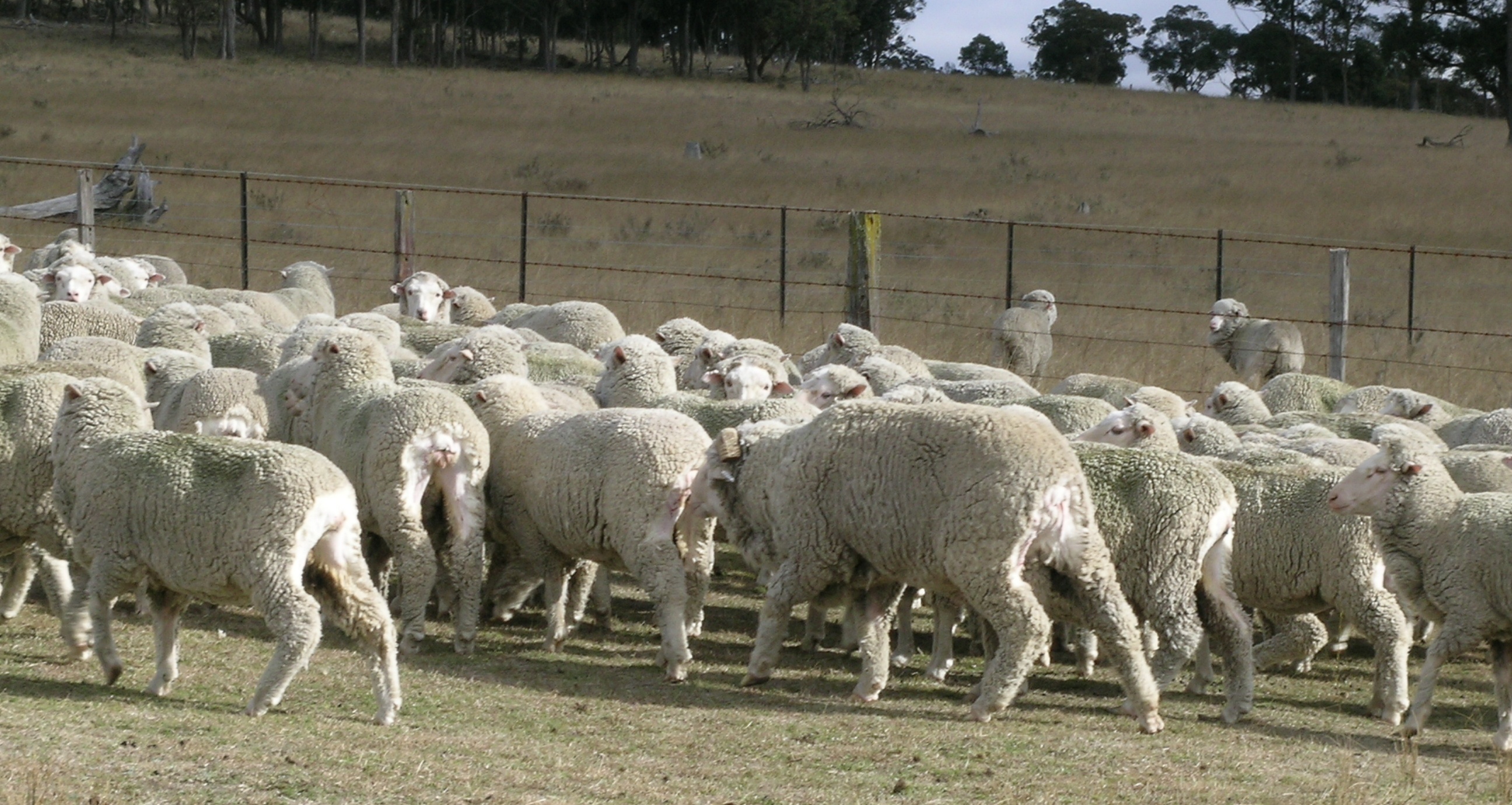 The Fight against Flystrike: Proactive Pain Relief Now Available for Sheep