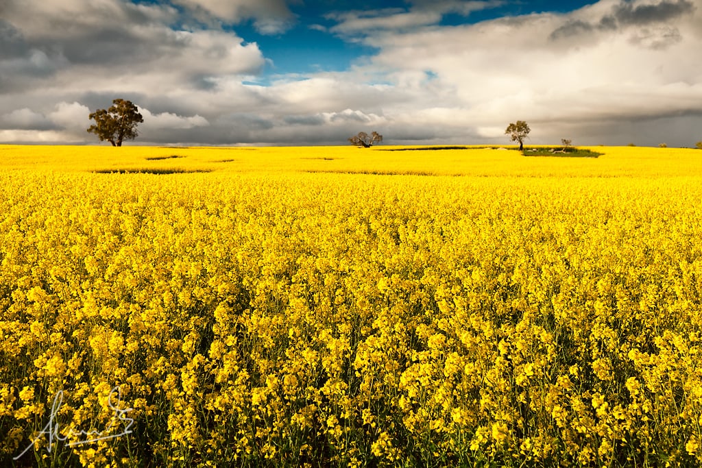 Flowering Canola in a paddock at Woologorang in New South Wales