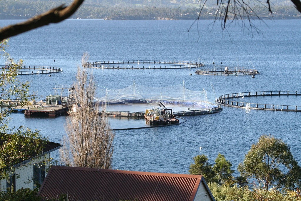 Twiggy Forrest Huon Aquaculture