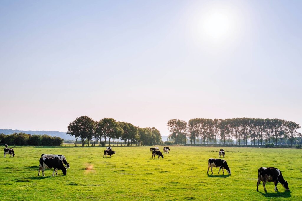 Dairy cows grazing in a green paddock with trees on the fence line and a blue sky