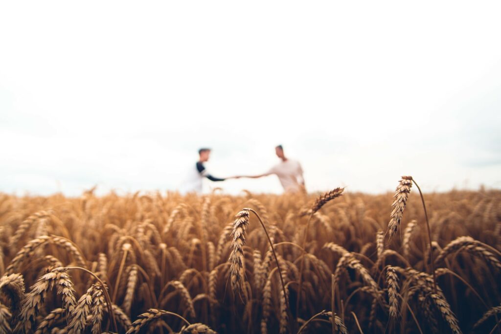 Close up view of wheat field with farmers shaking hands out of focus in background