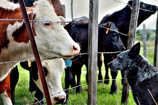 UK AUS Free Trade Agreement Cattle Image