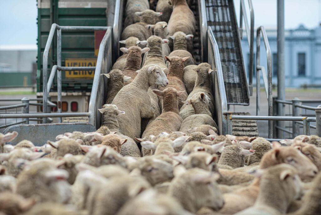 Sheep Market