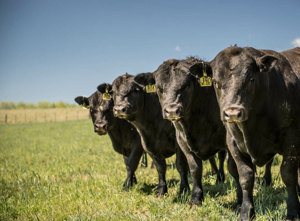 Angus cattle staring down the camera NSW