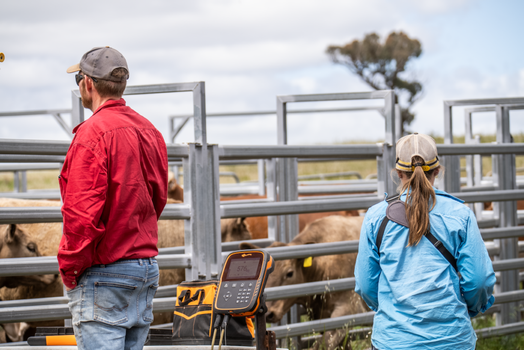 A man and a woman from the back looking over a cattle yard.