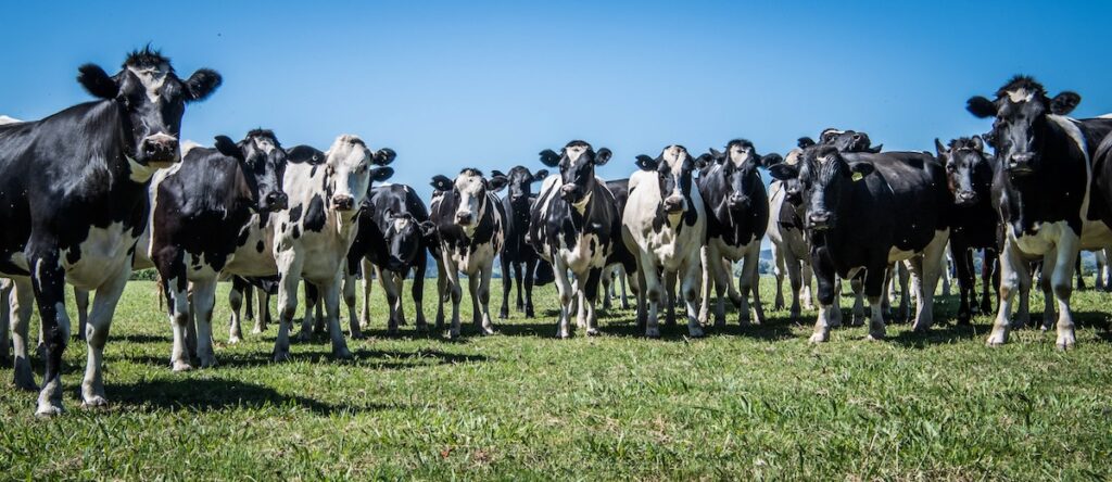 A group of dairy cows standing in a field looking at the camera. The sky behind them is blue.