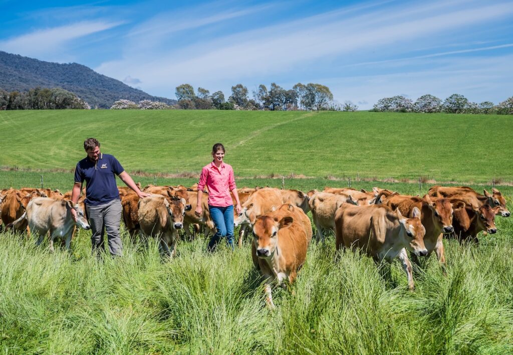 Man and a woman walking through a field with calves.