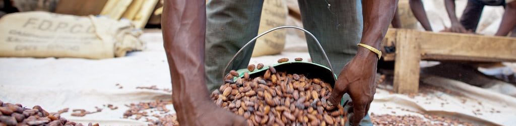 A man gathers cocoa beans into a bucket