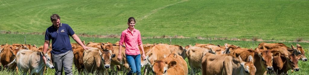 Man and a woman walking through a field with calves.