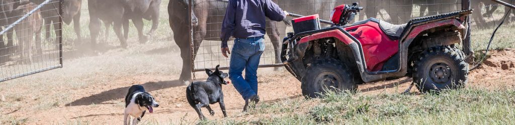 Angus, Beef, Cattle, Dogs, Honda, Motorbikes, Mustering, New South Wales, NSW, People, Stud