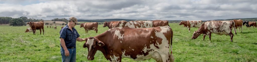 Australian Dairy Red Cattle Dairy Dairy Cows Limestone Coast Region Milk SA South Australia