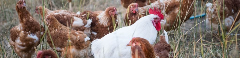 Chickens Chooks Eggs Free Range Intensive Farming Poultry VIC Victoria