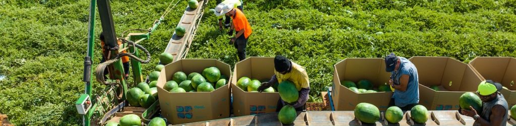 Fruit Green New South Wales NSW People Picking Produce