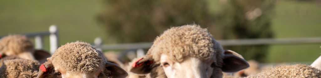 Golden Merino Sheep Sheep Sheep Yards WA Western Australia