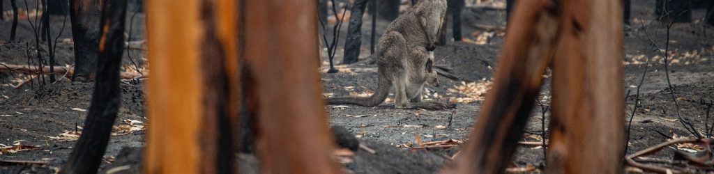 Kangaroo in burned land