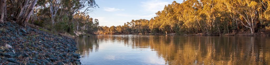 Murray river flowing among natvie Australian bush at sunset