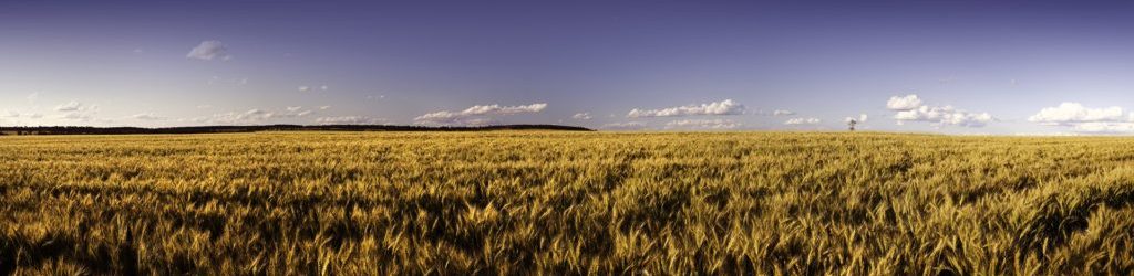 A golden wheat field near Roma, in the Western Downs, maranoa region.