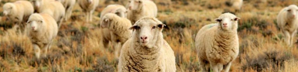 Sheep Foreign Investment