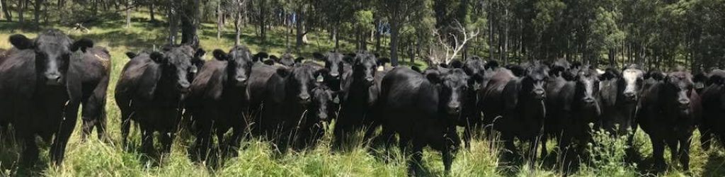 Wilmot Cattle Co Carbon Credit Sale