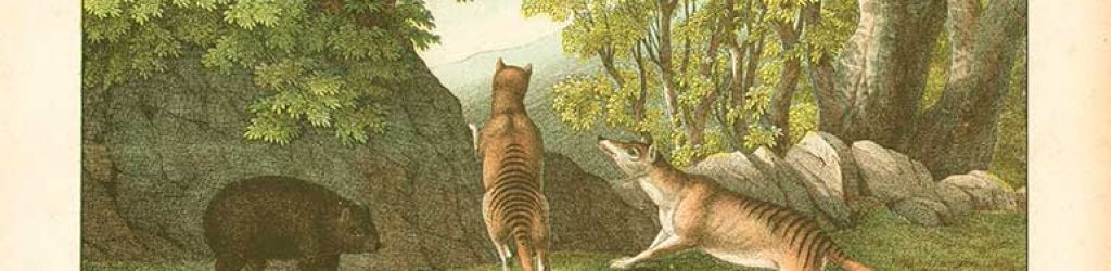 Thylacine-wombat
