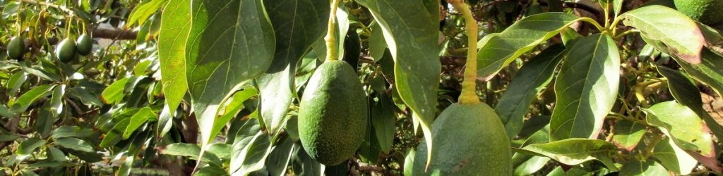 avocado_tree_plant_laurel_greenhouse_green_mediterranean_leaves_nature-934845.jpg!d