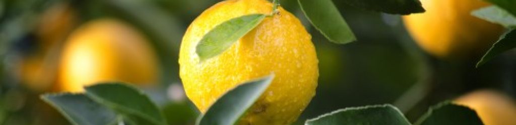 citrus-copy