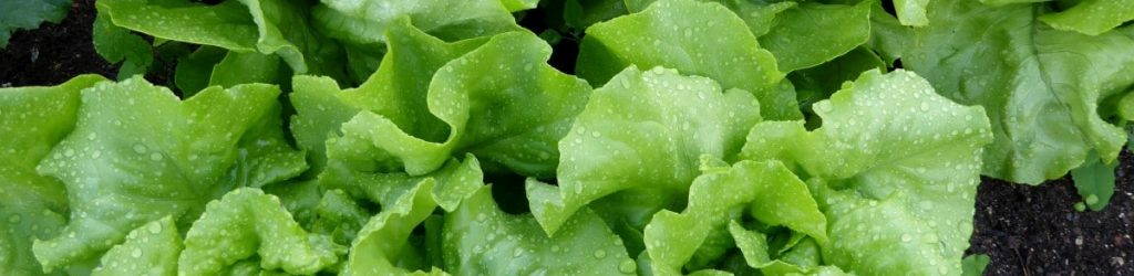 lettuce_salad_leaf_lettuce_green_bed_bed_of_salad_vegetables_cold_food-603527.jpg!d