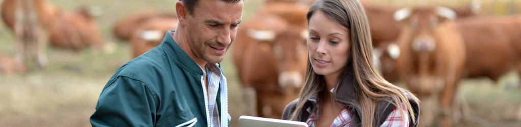 man and woman in cow field using tablet