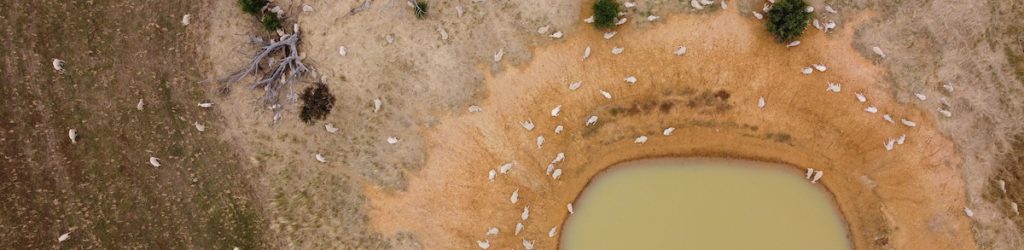 overhead view of a large flock of sheep resting in the sun and some walking to take a drink from the low level dam watering hole on a large farm, rural Victoria, Australia