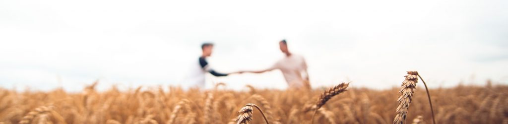 Close up view of wheat field with farmers shaking hands out of focus in background