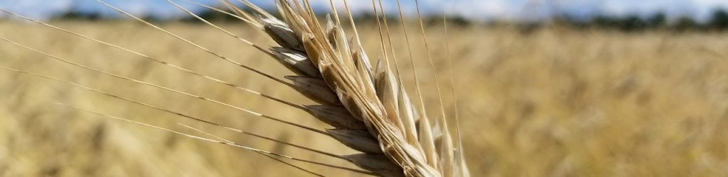 wheat-3571011_1280